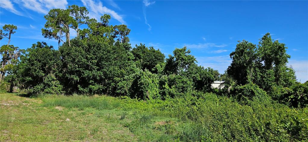A grassy lot leads to a dense cluster of trees and shrubs under a blue sky — US HIGHWAY 630 W, FROSTPROOF, FL