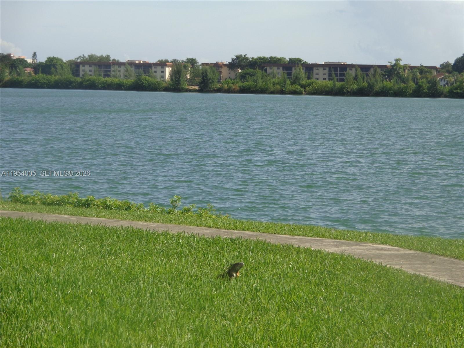 A green iguana sits on a grassy lawn beside a lake with buildings in the background — 20850 San Simeon Way # 5, Miami FL 33179, MIAMI, FL