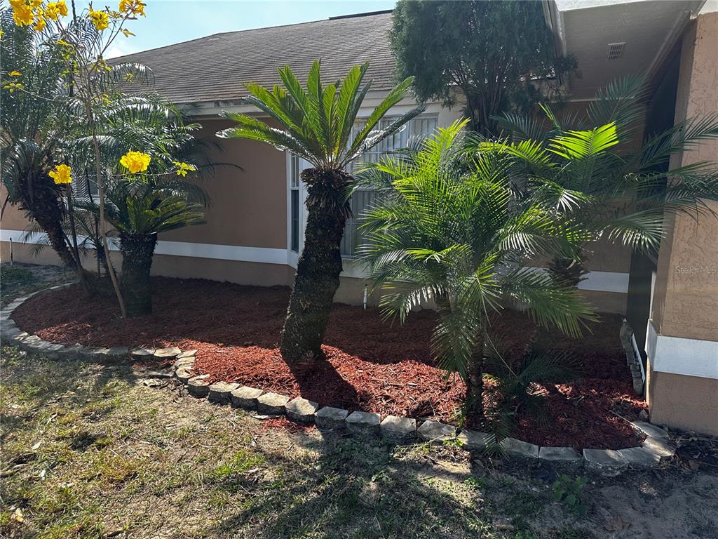 A landscaped garden bed with palm trees and red mulch sits in front of a house — 121 LOMA BONITA DRIVE, DAVENPORT, FL