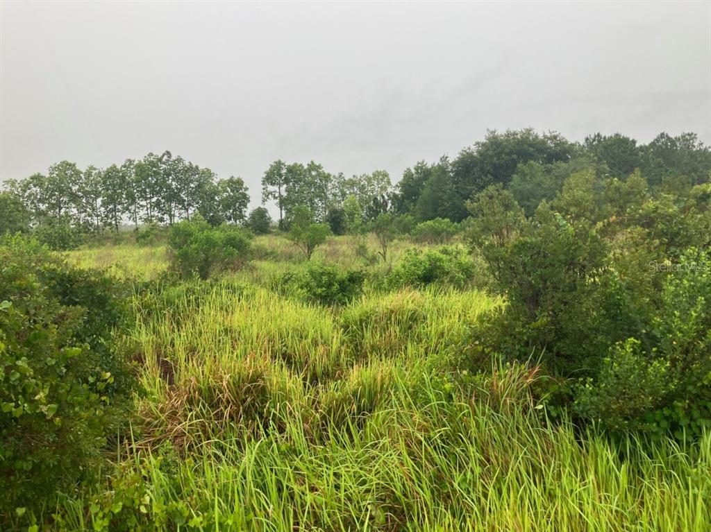 An overgrown, grassy field with scattered shrubs and a line of trees in the background — 760 S WARFIELD ROAD, AVON PARK, FL