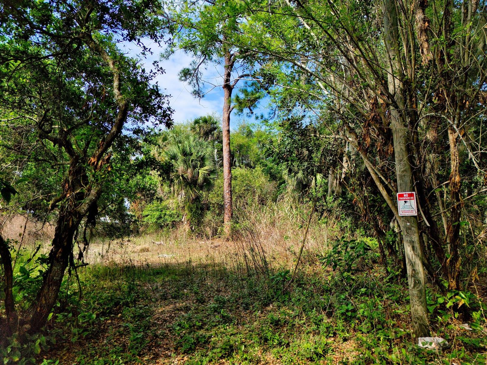 A wooded lot with a tall pine tree and a no trespassing sign on a tree — 1202 Australian Avenue, Fort Pierce FL 34982, FORT PIERCE, FL