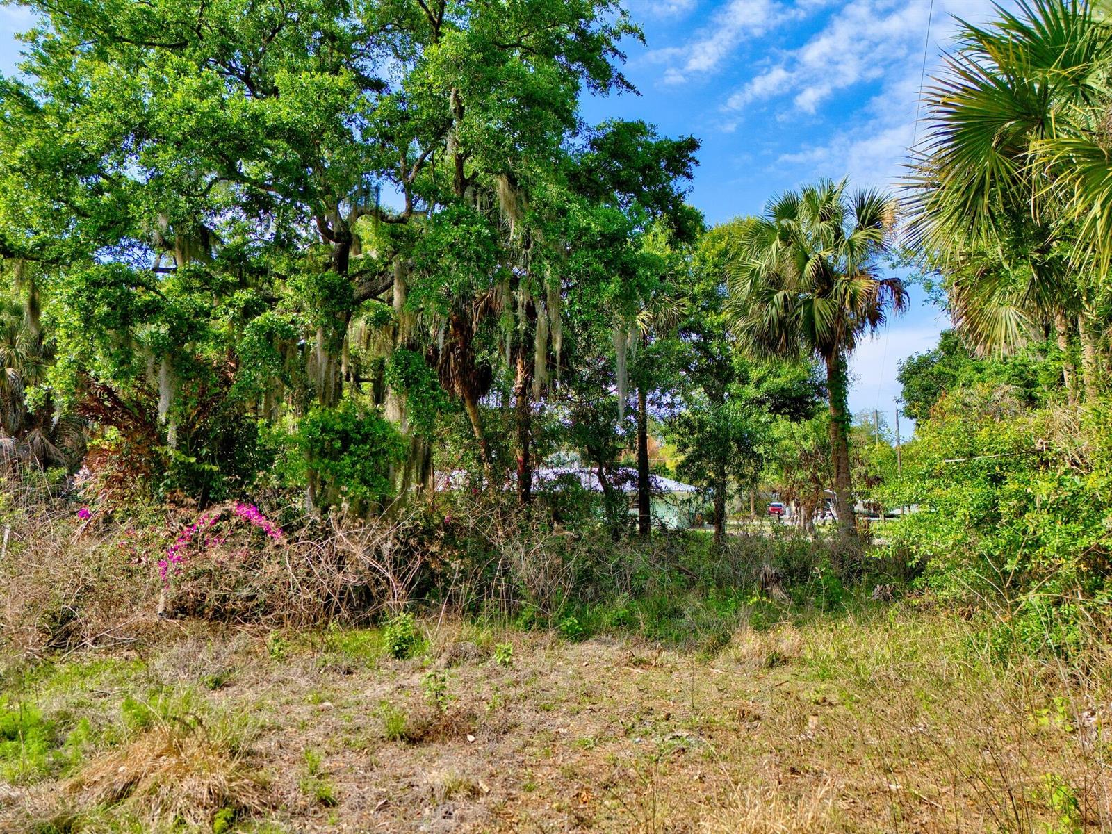 A view of a grassy lot with dense trees, palm trees, and shrubs under a sky — 1202 Australian Avenue, Fort Pierce FL 34982, FORT PIERCE, FL