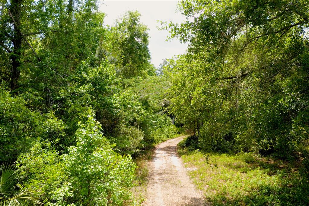 A dirt path winds through a dense, sunlit forest with lush green trees and foliage — 16500 NE 48TH AVENUE, CITRA, FL