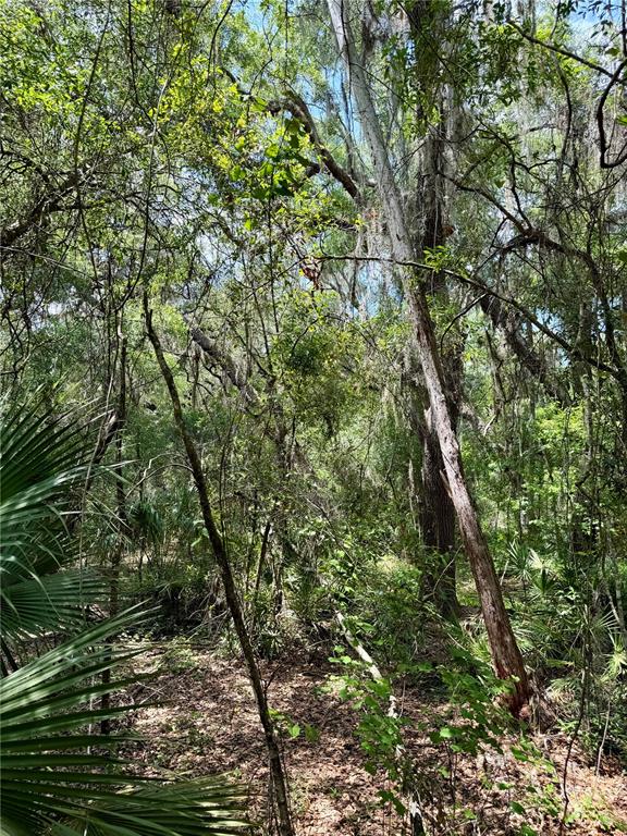 A wooded area with dense trees, Spanish moss, and palmetto plants under a bright sky — 16500 NE 48TH AVENUE, CITRA, FL