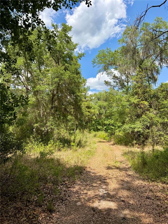 A dirt path leads through a wooded area with tall trees under a blue sky — 16500 NE 48TH AVENUE, CITRA, FL