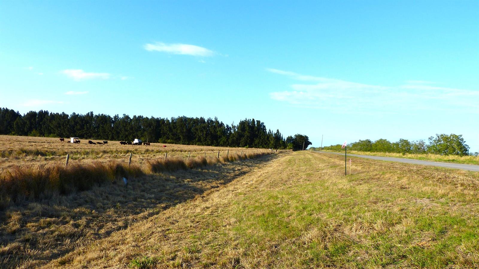 A grassy field with a fence line and cattle borders a road under a blue sky — Tbd S Header Canal Road, Fort Pierce FL 34945, FORT PIERCE, FL
