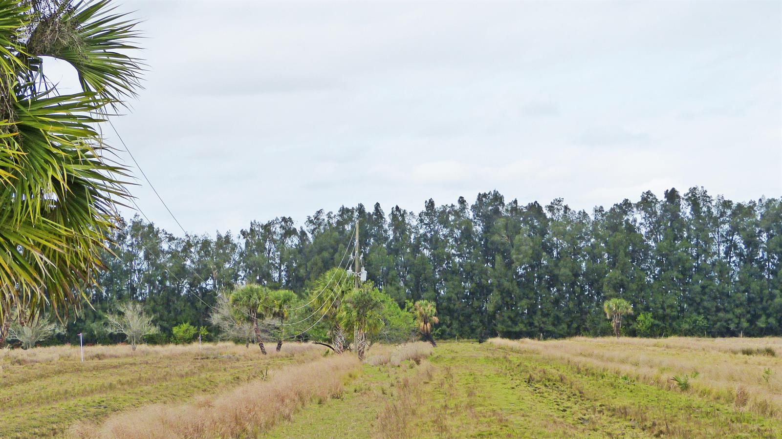 A grassy field with scattered palm trees and a utility pole under a cloudy sky — Tbd S Header Canal Road, Fort Pierce FL 34945, FORT PIERCE, FL