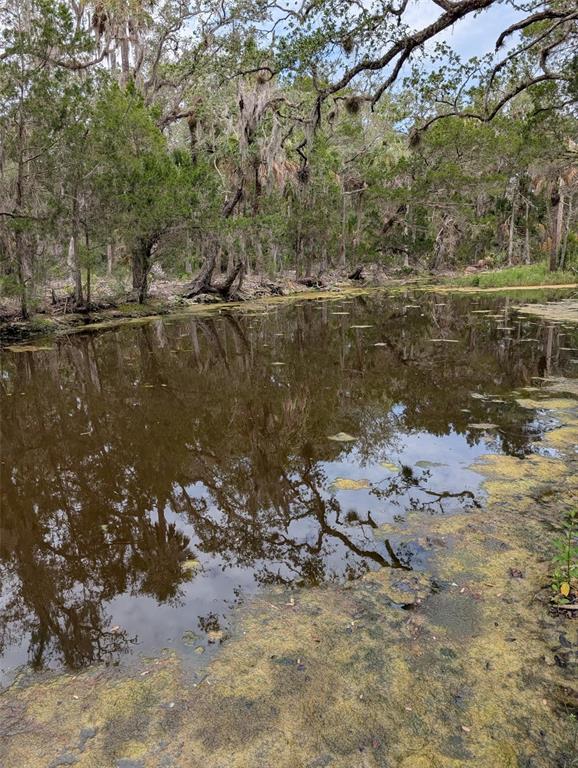 A calm, dark pond is surrounded by dense trees and mossy vegetation in a wooded area — 0 SE BEE TREE RD, GULF HAMMOCK, FL