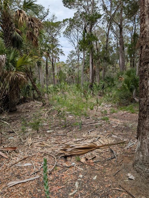 A wooded lot features tall pine trees, scattered palm fronds, and low-lying native vegetation — 0 SE BEE TREE RD, GULF HAMMOCK, FL