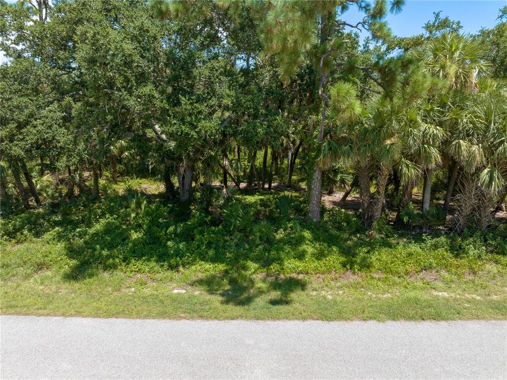 A paved road runs in front of a wooded lot filled with trees and palms — POMONA CT, NORTH PORT, FL