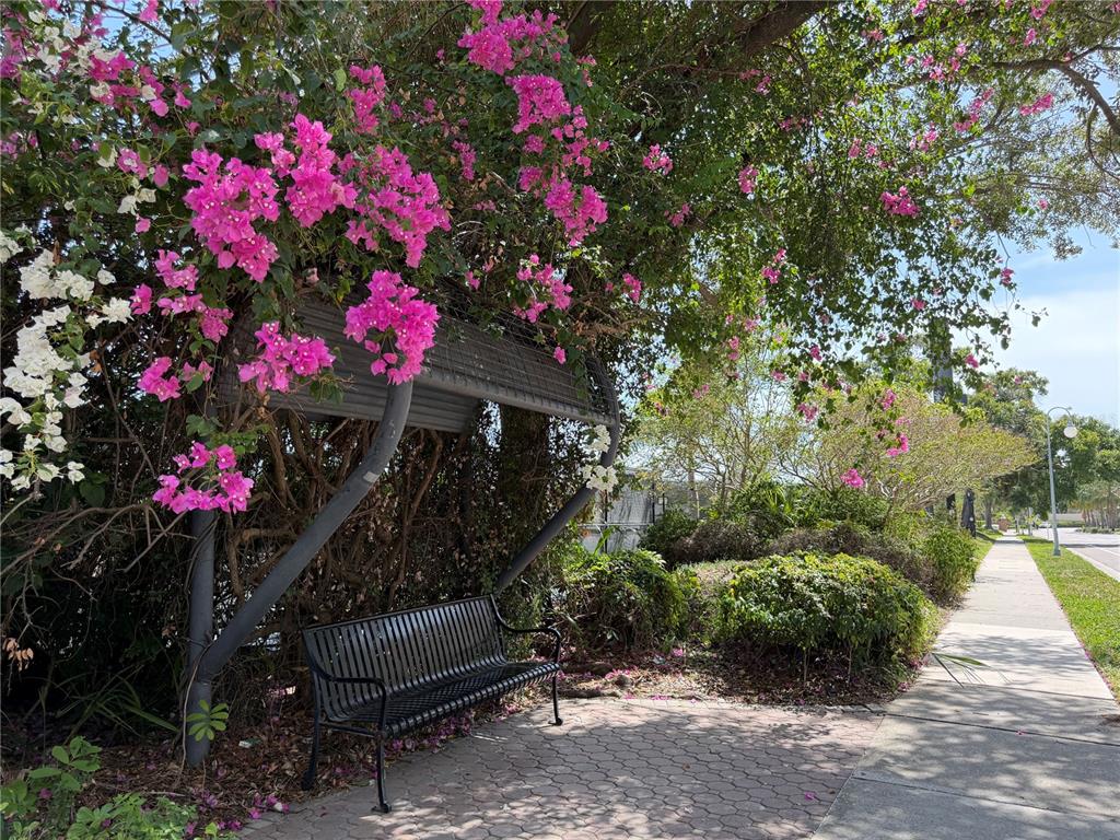 A black metal bench sits under a flowering bougainvillea bush beside a paved sidewalk — 700 S HARBOUR ISLAND BOULEVARD UNIT 512, TAMPA, FL
