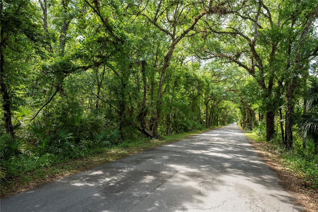 A paved road stretches through a dense, tree-lined forest with lush green foliage — 651 S COUNTY ROAD 13, ORLANDO, FL