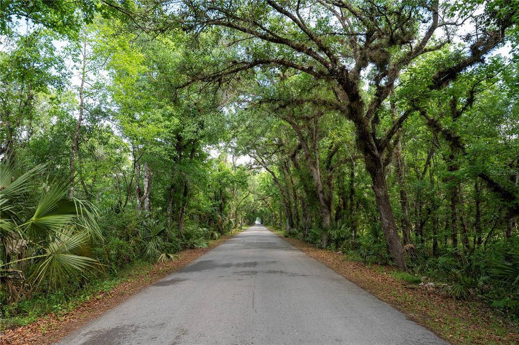 A paved road stretches through a dense, tree-lined forest with lush green foliage — 651 S COUNTY ROAD 13, ORLANDO, FL
