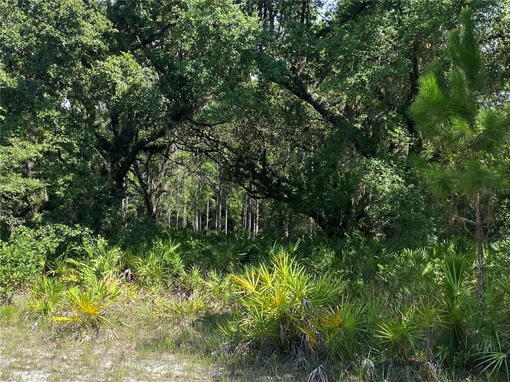 A dense, wooded lot features mature trees and low-growing saw palmetto plants — 0 OLEANDER DRIVE, INDIAN LAKE ESTATES, FL