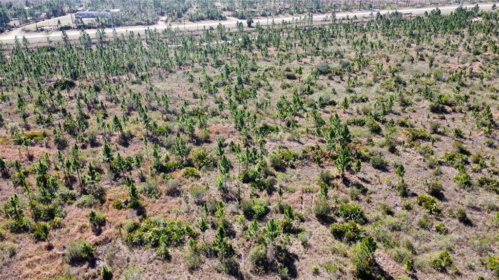 An aerial view of a large, undeveloped plot of land with scattered pine trees and brush — 0 ALTHEA DRIVE, LAKE WALES, FL