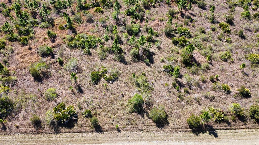 An aerial view of a flat, grassy lot with scattered pine trees and low-lying shrubs — 0 ALTHEA DRIVE, LAKE WALES, FL