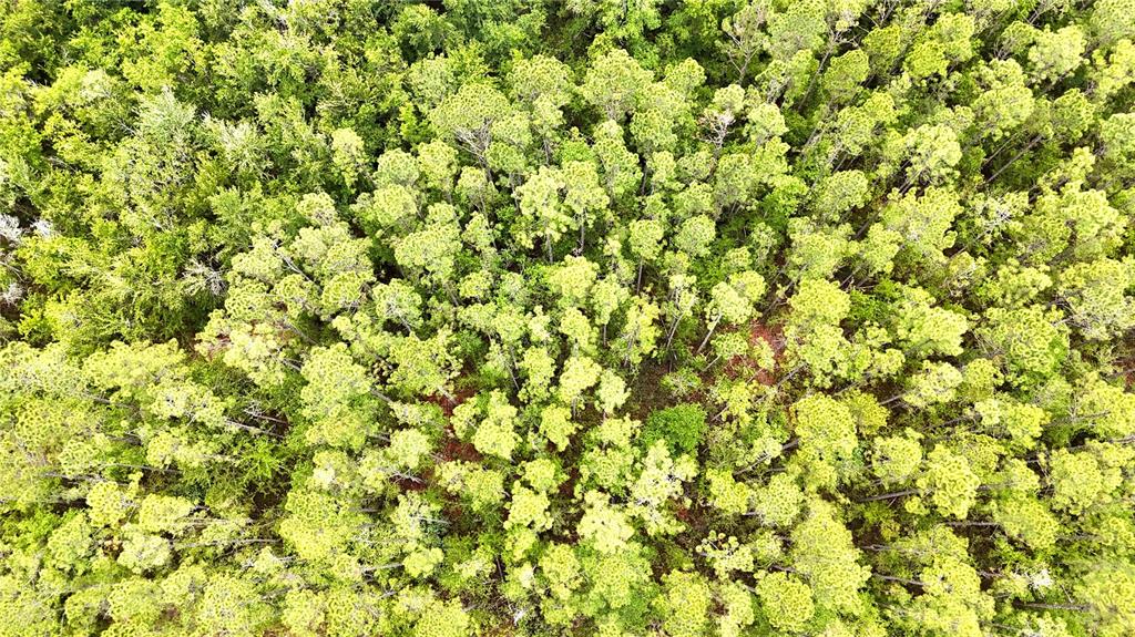 An aerial view shows a dense forest with a mix of pine and deciduous trees — SWEET GUM ROAD, GLEN ST MARY, FL