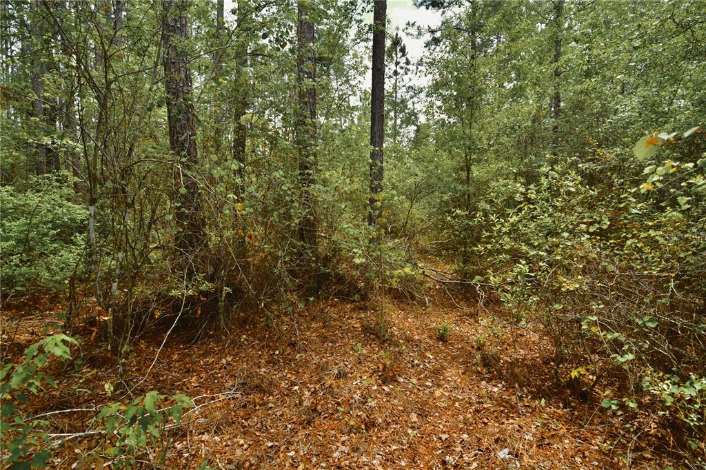 A wooded area with tall pine trees and a ground covered in fallen pine needles — SWEET GUM ROAD, GLEN ST MARY, FL