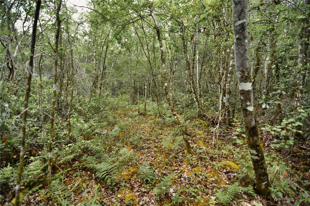 A dense forest scene with thin trees, green ferns, and a leaf-covered ground — SWEET GUM ROAD, GLEN ST MARY, FL