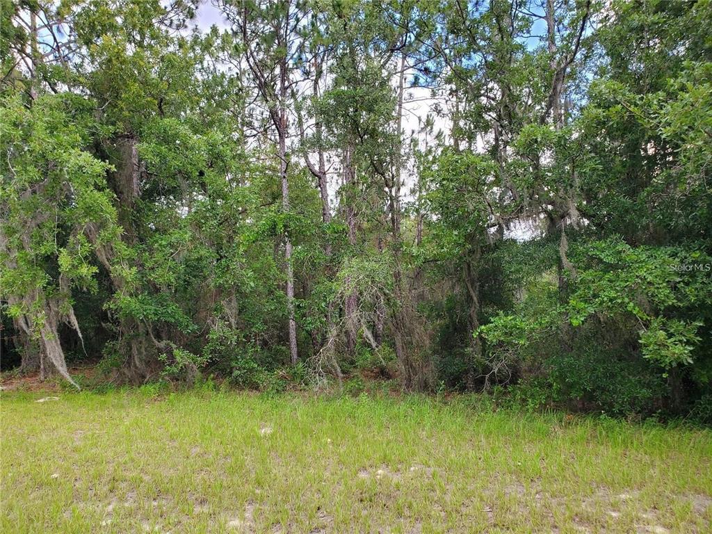 A grassy lot transitions into a dense forest of pine and oak trees — 8650 SW 138 LANE, OCALA, FL