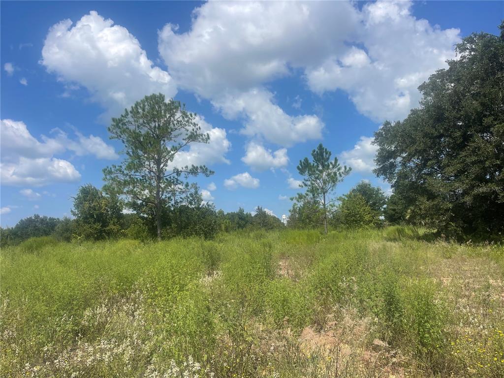A grassy, undeveloped lot features scattered trees under a bright blue sky with clouds — TBD KEENE ROAD, UMATILLA, FL