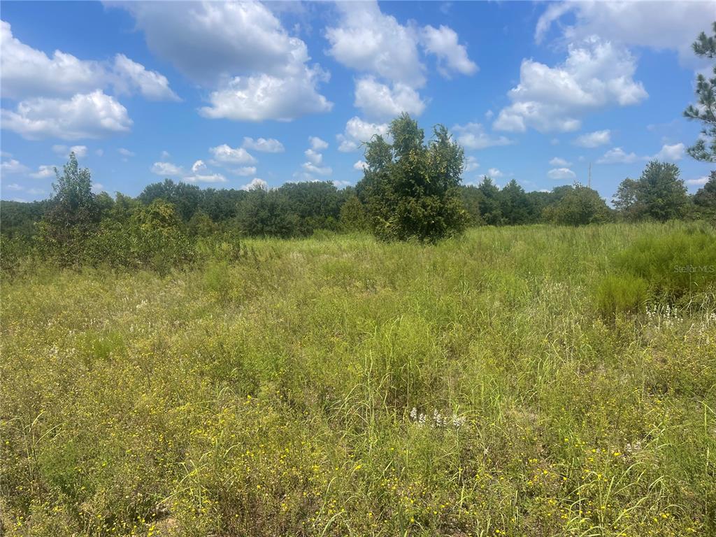 A wide, grassy field with scattered trees under a blue sky with white clouds — TBD KEENE ROAD, UMATILLA, FL