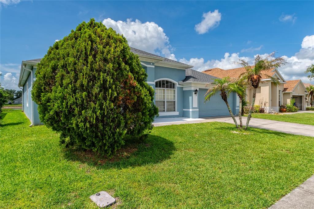 A blue single-story house with a large evergreen bush and a palm tree in front — 2818 OCONNELL DRIVE, KISSIMMEE, FL