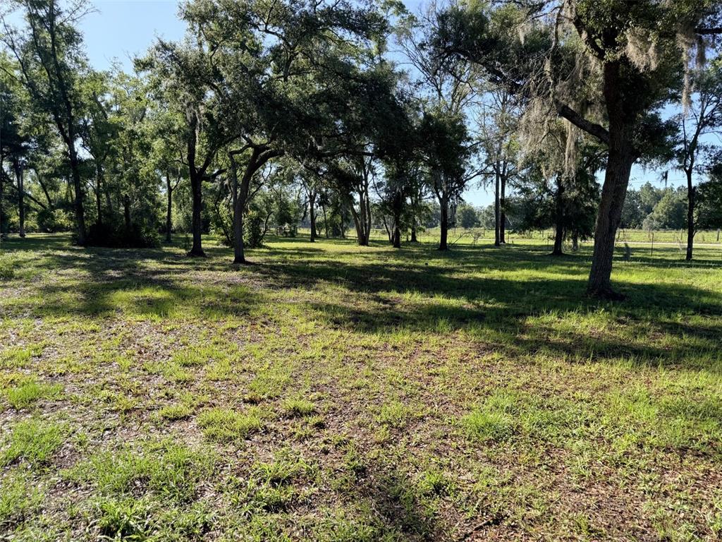 A grassy, sunlit lot features several large, mature trees with Spanish moss — 794 NE 521 STREET, OLD TOWN, FL