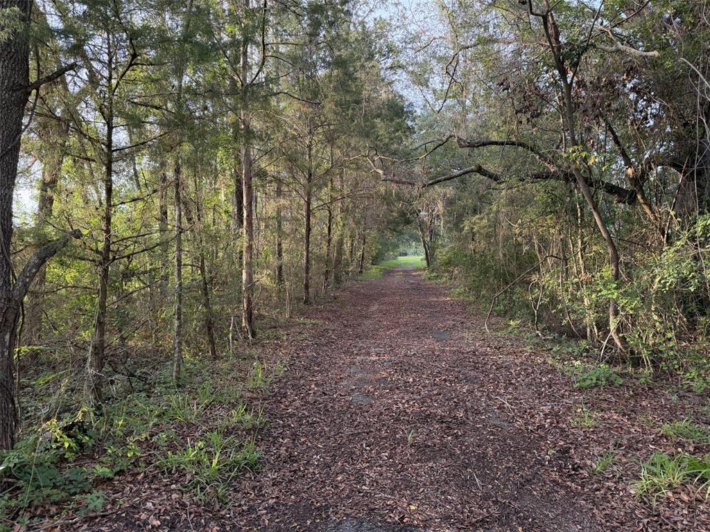 A dirt path covered in fallen leaves winds through a dense, wooded forest area — 17620 NE 77TH LANE, HAWTHORNE, FL
