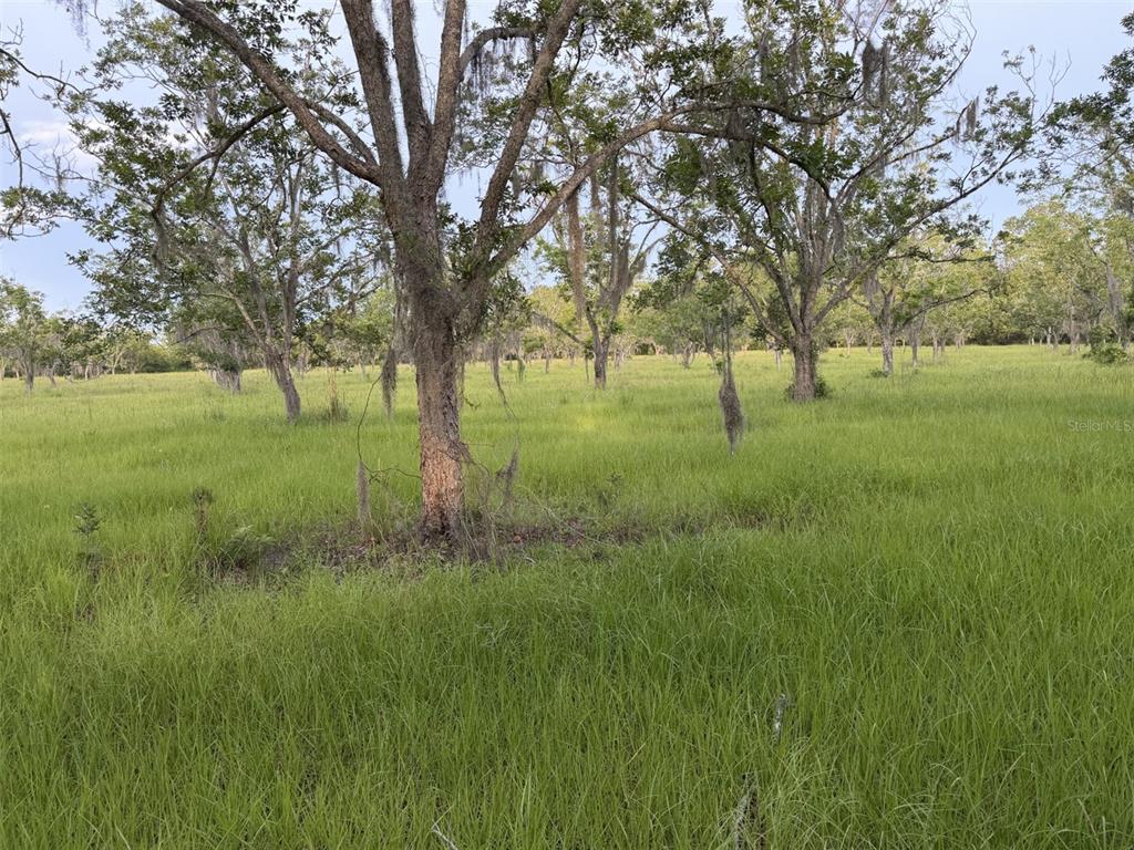 A grassy field is dotted with several large trees draped in Spanish moss — 17620 NE 77TH LANE, HAWTHORNE, FL