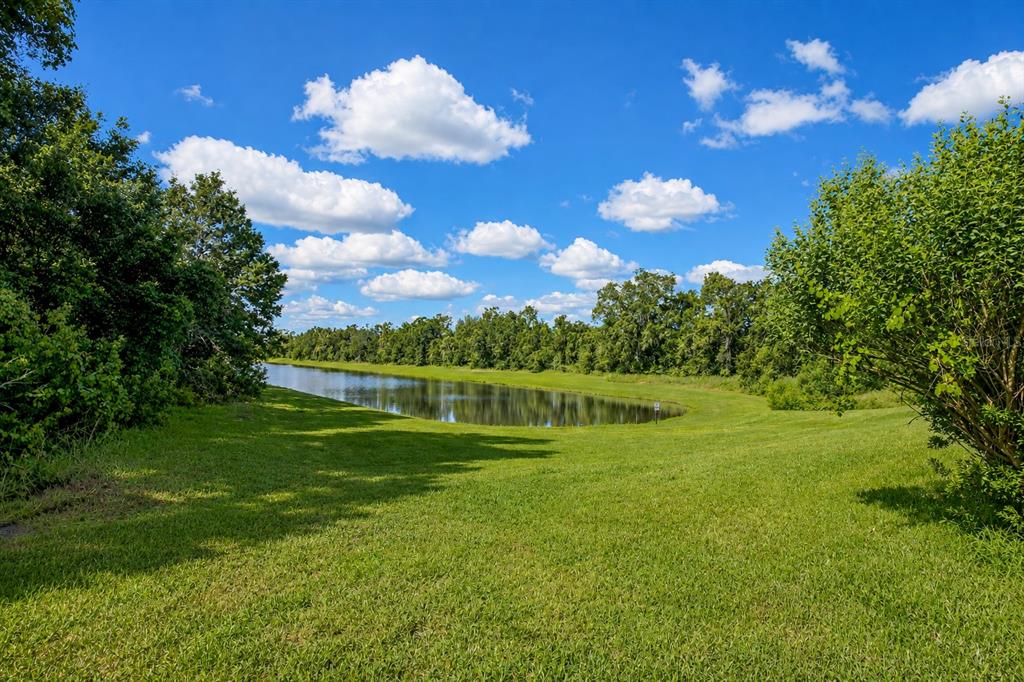 A grassy lawn leads to a small pond surrounded by trees under a blue sky — 30801 PARROT REEF COURT, WESLEY CHAPEL, FL