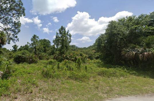 A vacant, overgrown lot features dense trees, shrubs, and palmettos under a blue sky — ANANAS ROAD, NORTH PORT, FL