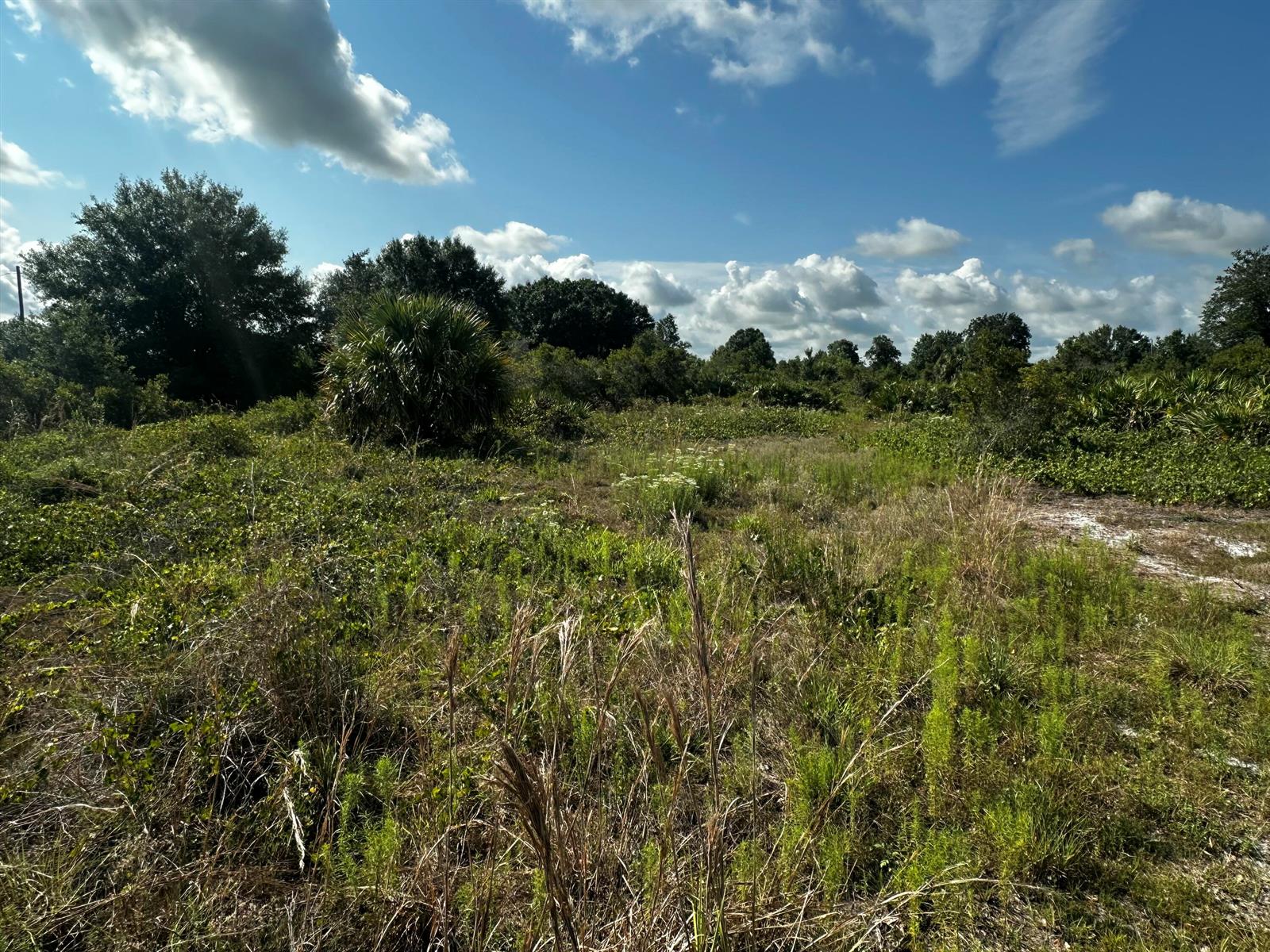 A view of a grassy, overgrown vacant lot with scattered shrubs and trees under a sky — 15138 NW 262nd Street, Okeechobee FL 34972, OKEECHOBEE, FL