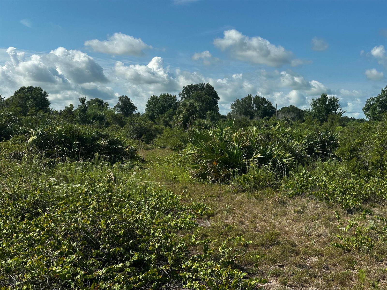 A view of a grassy, undeveloped lot with dense shrubs, palmettos, and scattered trees — 15138 NW 262nd Street, Okeechobee FL 34972, OKEECHOBEE, FL