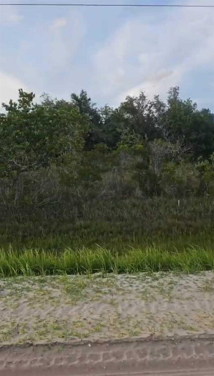 A view of a sandy foreground leading to a dense area of trees and shrubs — 15775 NW 304th Street, Okeechobee FL 34972, OKEECHOBEE, FL