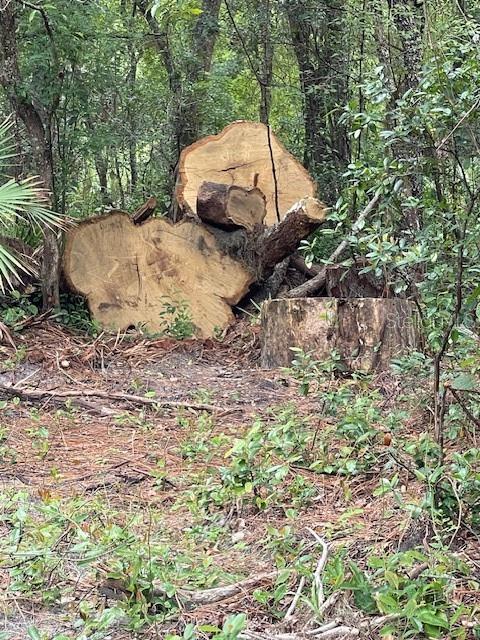 A large, freshly cut tree trunk lies on the ground in a wooded area — 2850 CLEBURNE ROAD, ORLANDO, FL
