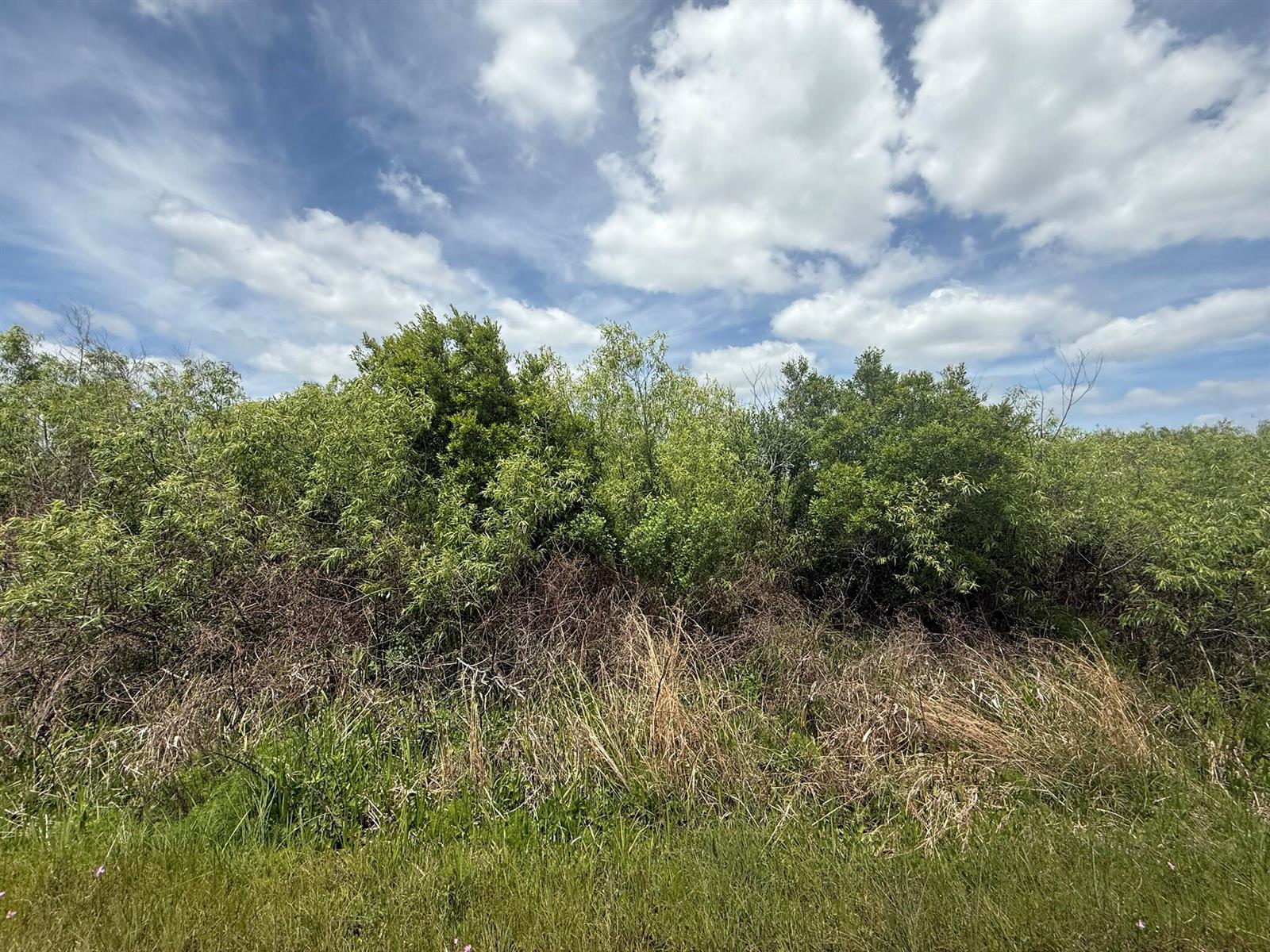A dense thicket of green trees and shrubs sits behind a patch of dry grass — 15837 NW 282nd Street, Okeechobee FL 34972, OKEECHOBEE, FL
