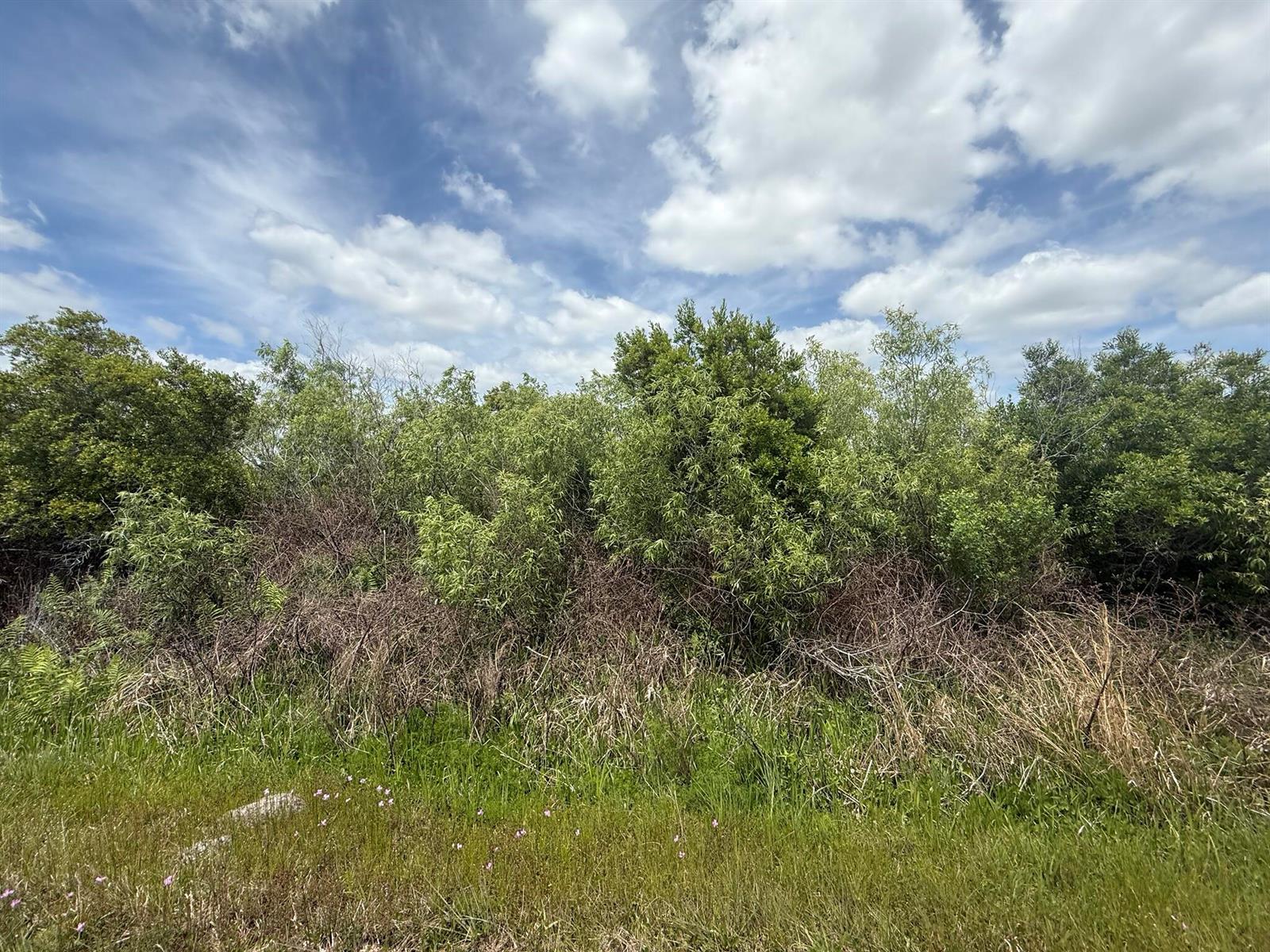 A dense thicket of green trees and shrubs stands behind a patch of grassy ground — 15837 NW 282nd Street, Okeechobee FL 34972, OKEECHOBEE, FL
