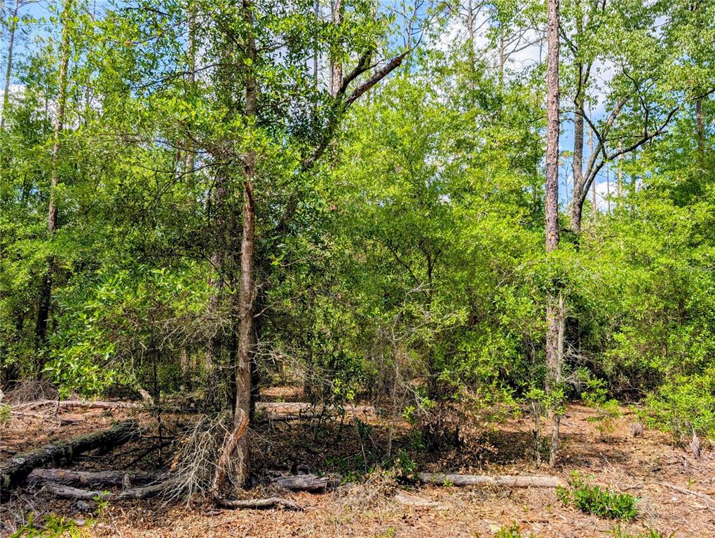 A wooded lot features dense green trees and fallen logs on a forest floor — TBD SW 93RD LANE, DUNNELLON, FL