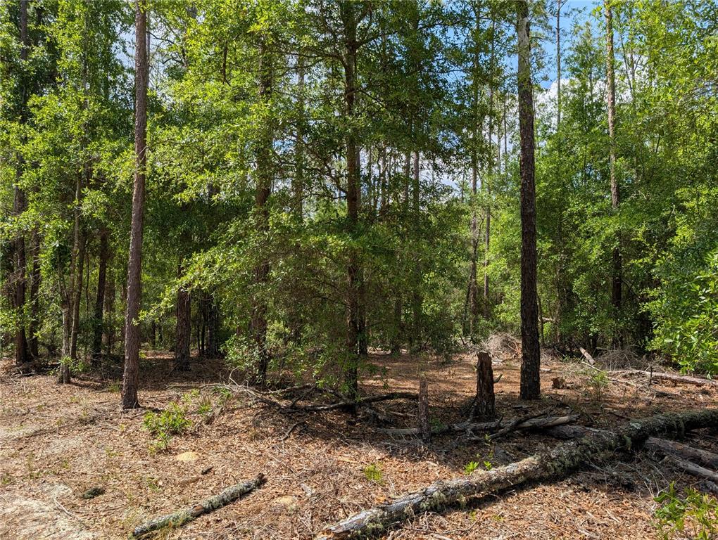 A wooded lot with tall pine trees and scattered fallen branches on the ground — TBD SW 93RD LANE, DUNNELLON, FL