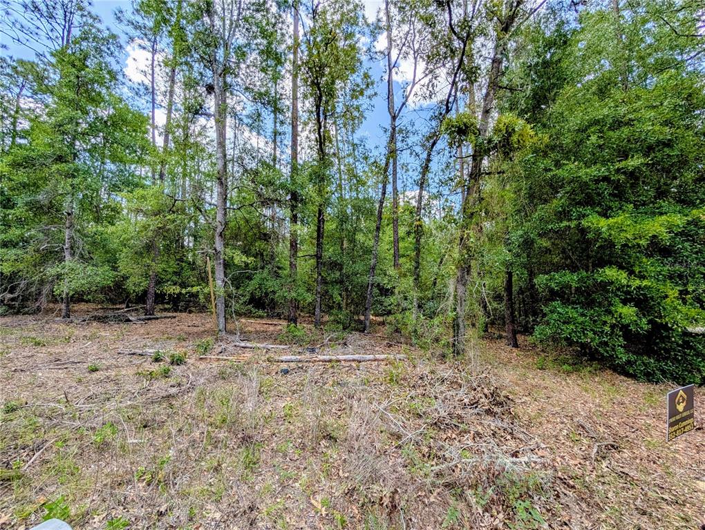 A wooded, undeveloped lot features tall trees and scattered brush under a blue sky — TBD SW 93RD LANE, DUNNELLON, FL