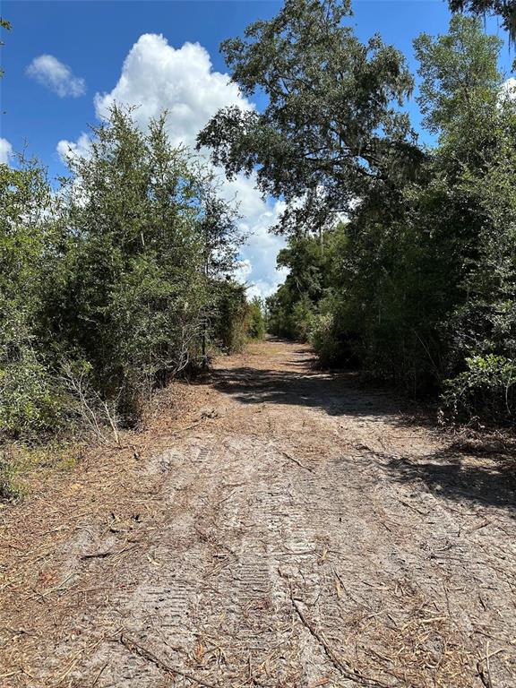 A dirt path leads through a wooded area under a bright, partly cloudy sky — Parcel D NW 160TH AVENUE, MORRISTON, FL