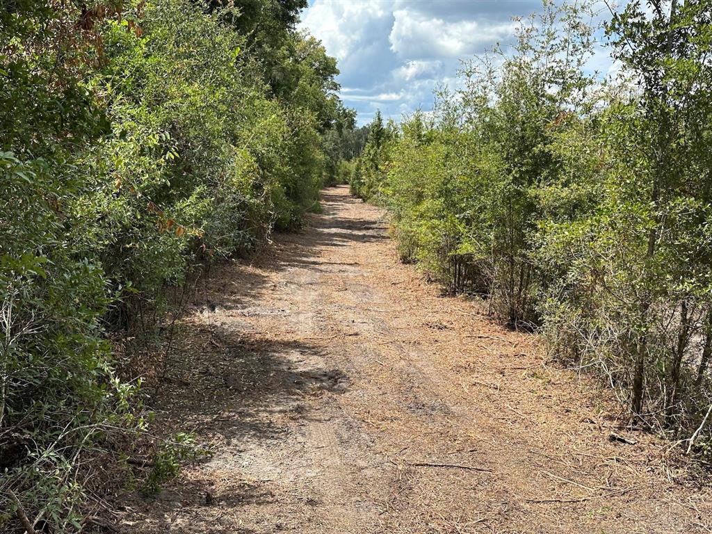 A dirt path leads through a wooded area with dense green vegetation on both sides — Parcel D NW 160TH AVENUE, MORRISTON, FL