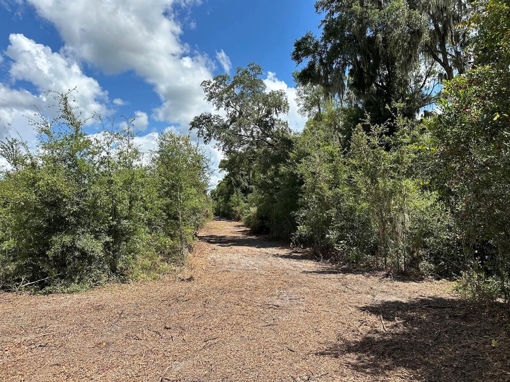 A dirt path leads through a wooded area under a blue sky with clouds — Parcel D NW 160TH AVENUE, MORRISTON, FL
