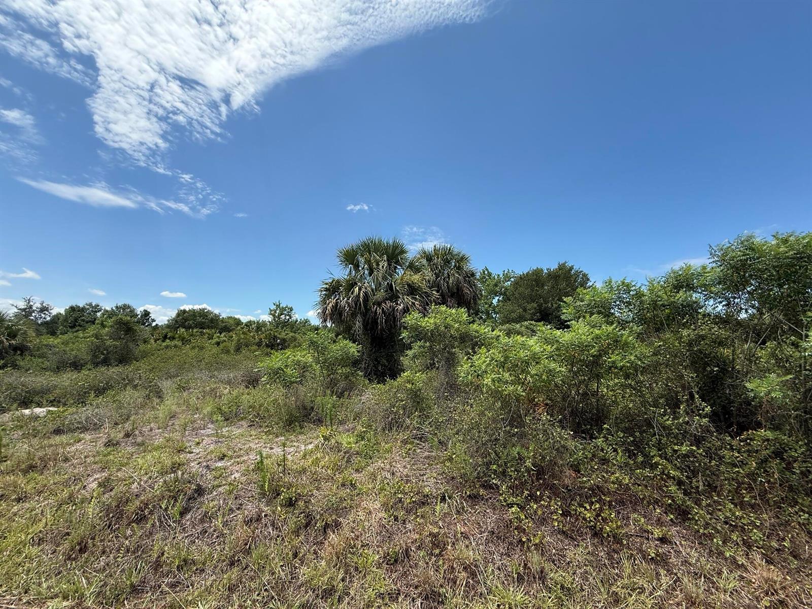 A view of a grassy, overgrown lot with palm trees and dense shrubs under blue skies — 20174 NW 268th Street, Okeechobee FL 34972, OKEECHOBEE, FL