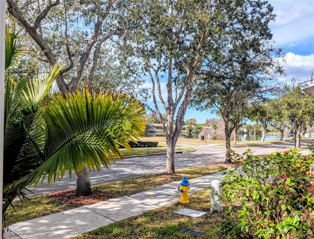 A view of a neighborhood street with a fire hydrant, sidewalk, trees, and a lake — 3618 BUFFETT STREET, NEW PORT RICHEY, FL