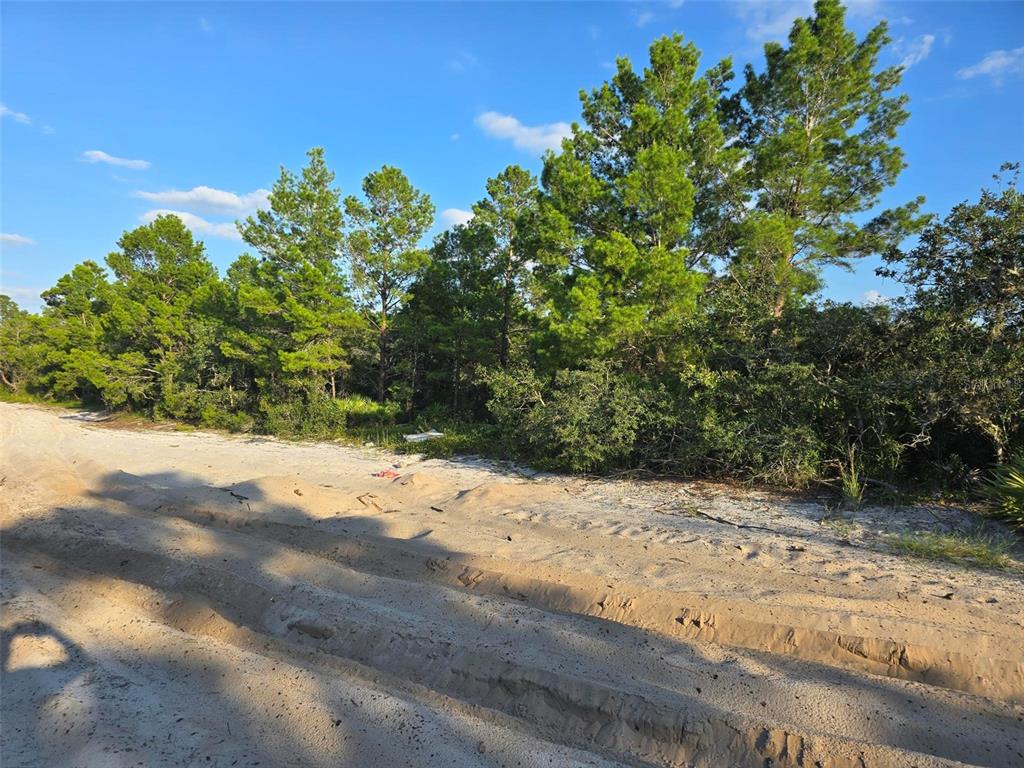 A sandy, unpaved road runs alongside a dense line of pine trees and brush — INTERNATIONAL DRIVE, ORLANDO, FL