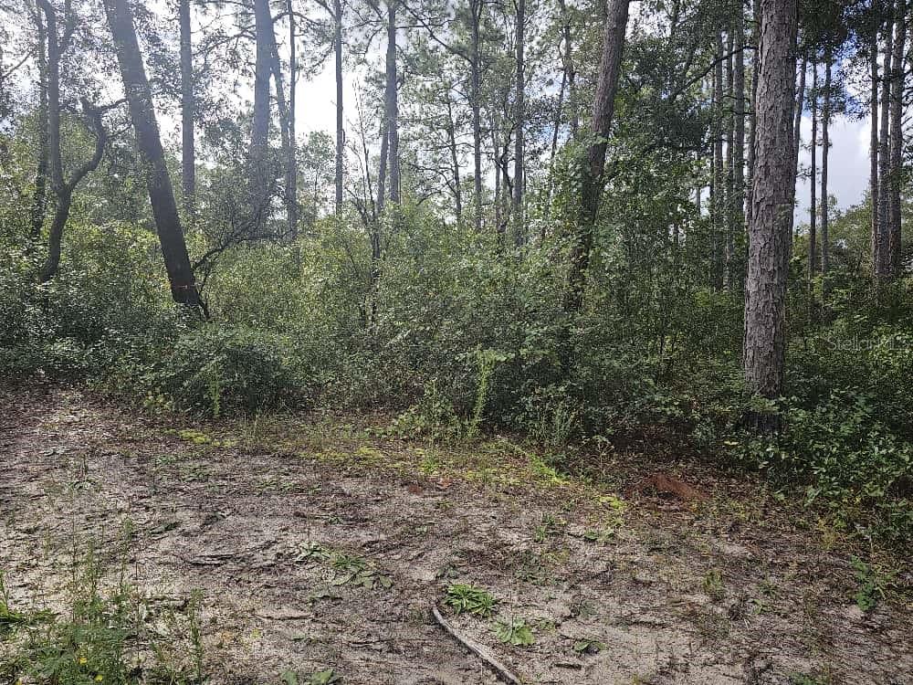SE 92ND PLACE, OCKLAWAHA, FL — photo 2 of 4