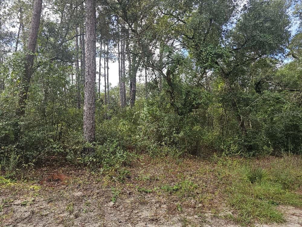 SE 92ND PLACE, OCKLAWAHA, FL — photo 3 of 4