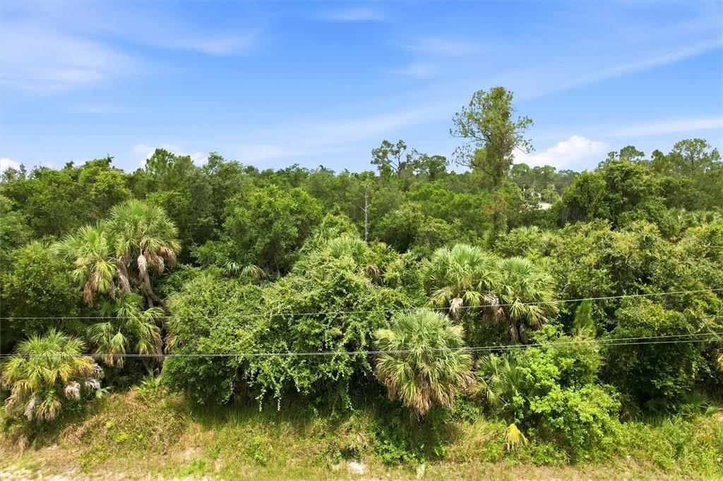 A dense, green wooded lot features various palm trees and shrubs under a blue sky — DERRICK STREET, NORTH PORT, FL